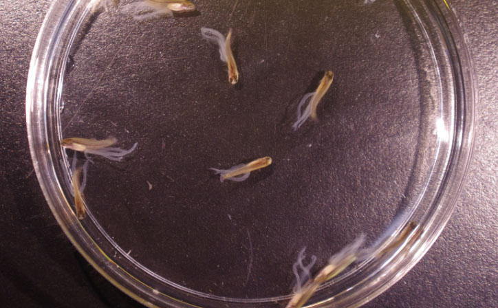 Development of Sperm Banks to Save Endangered Fishes